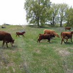 Cows on grass